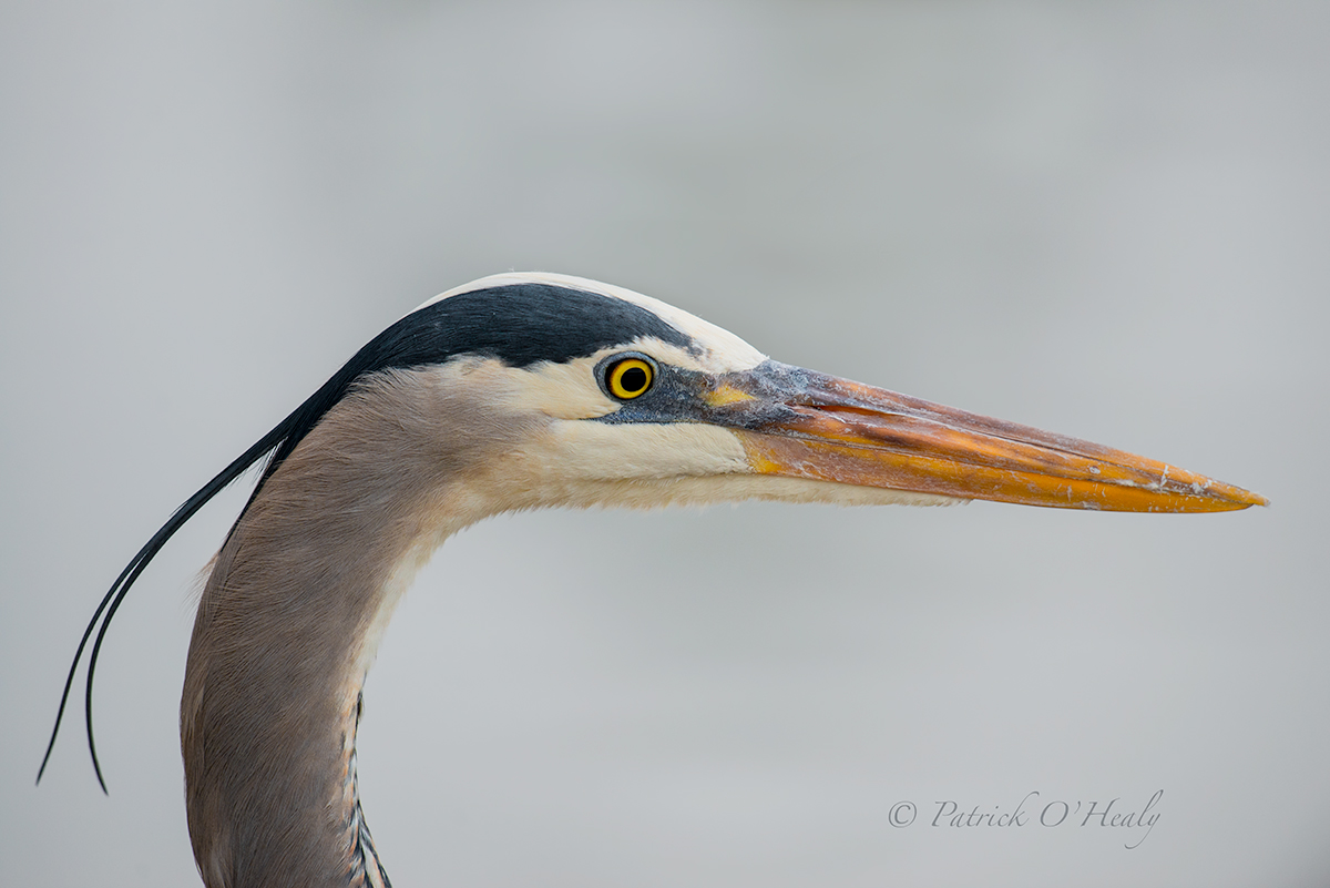 GBH Pals