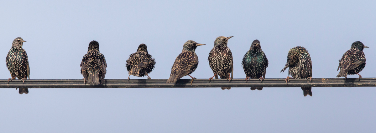 Starlings