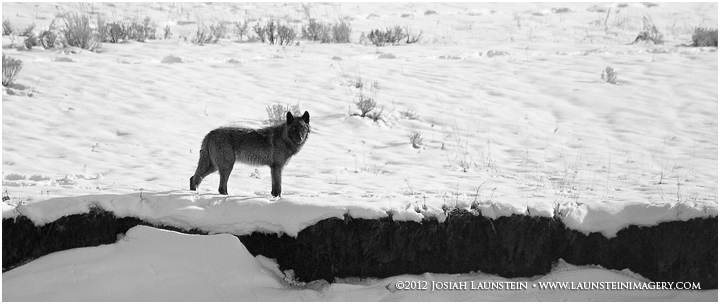 My first wolf