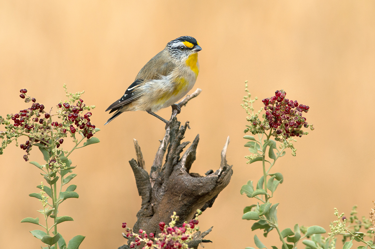 Striated Pardalote