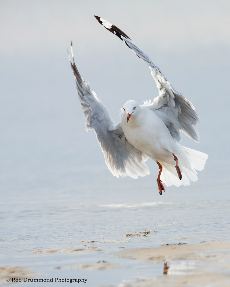 Silver Gull