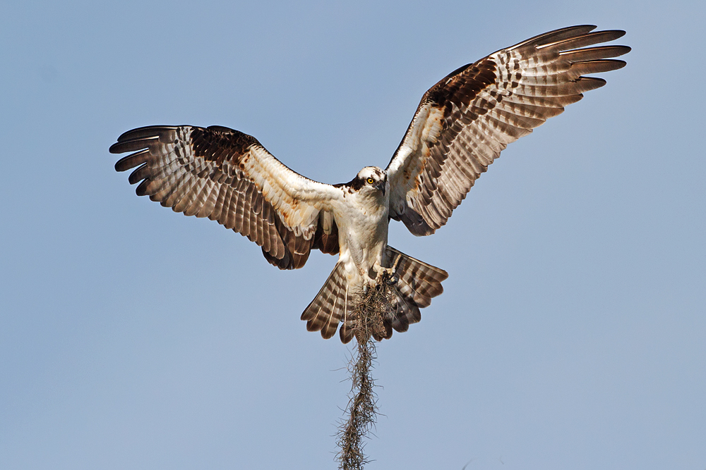 Nest Building