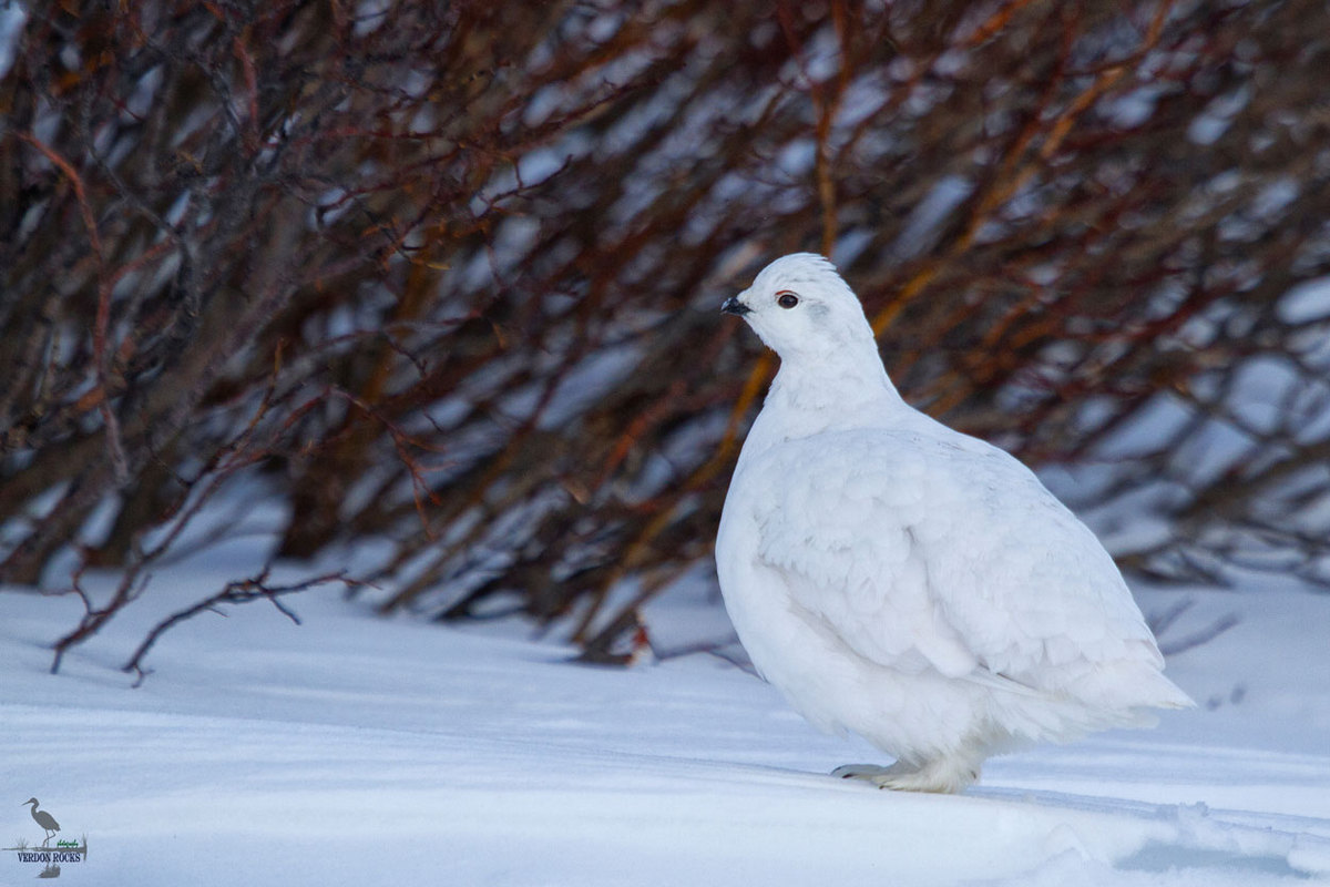Ptarmigan + repost