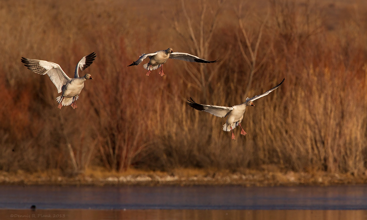 Snow Geese