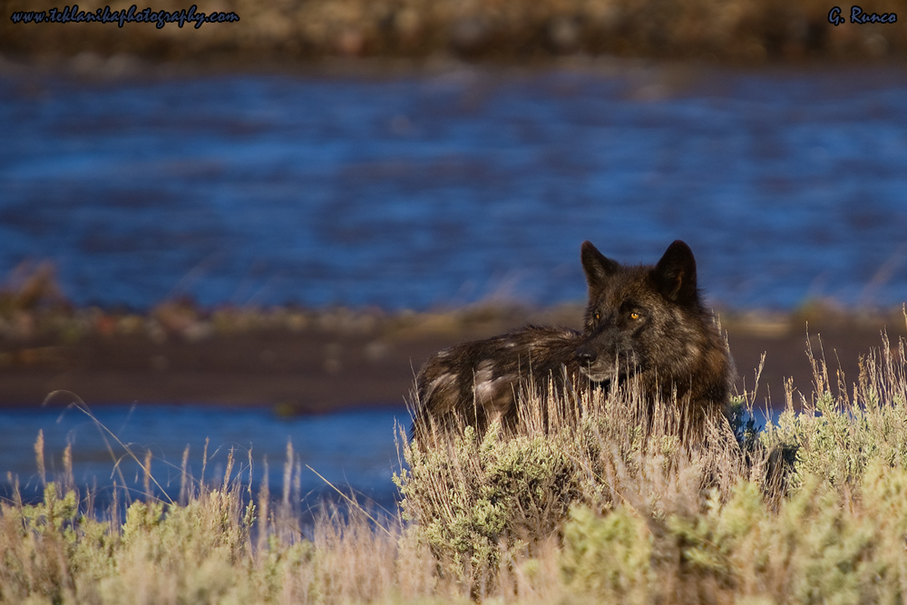 Wolf in Sage