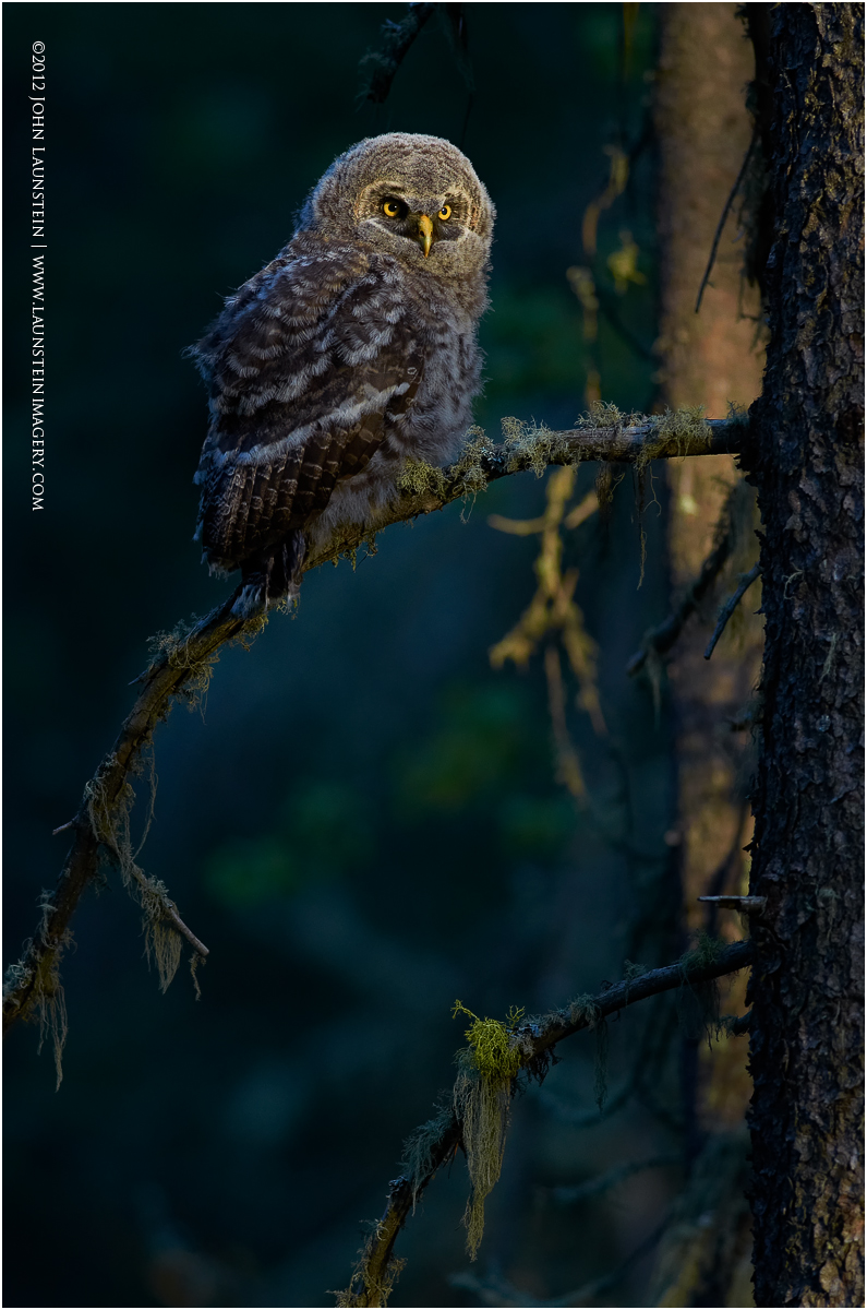 Great Grey Owlet - vert.