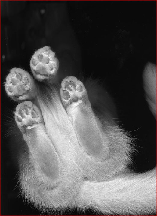 Cat Scan