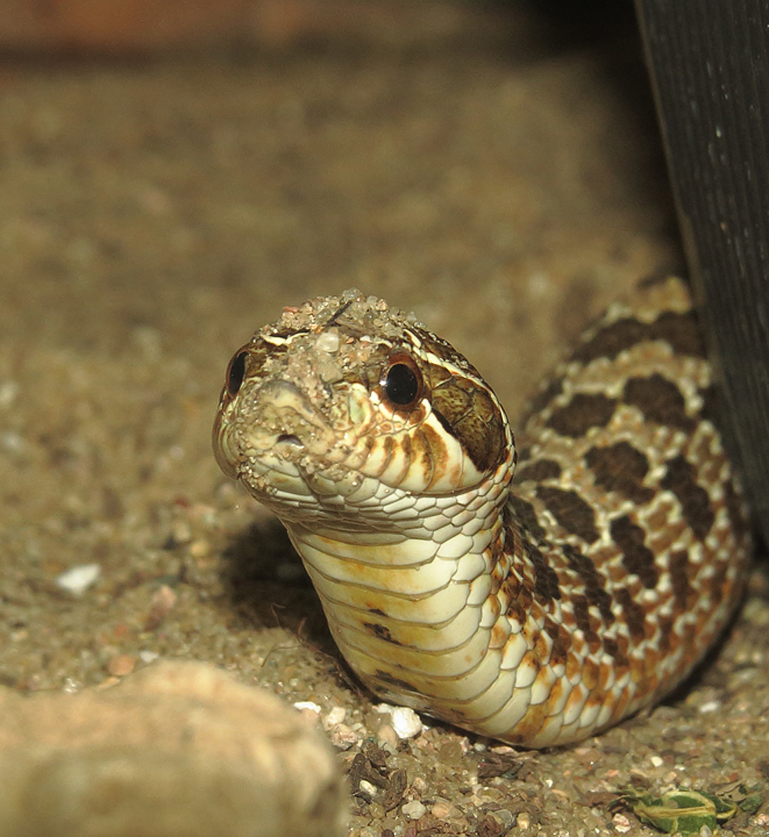 Little Hognose snake (C)