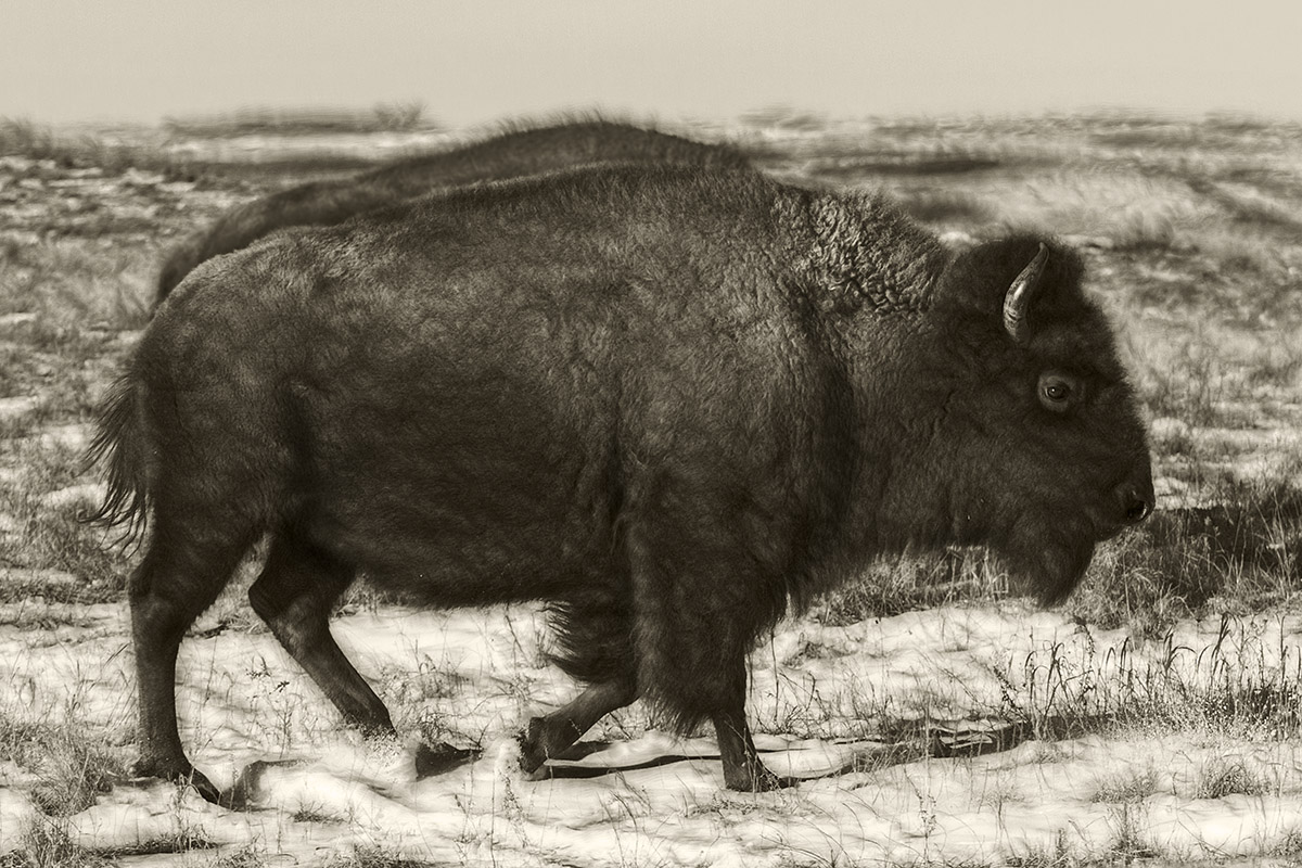 Bison - toned
