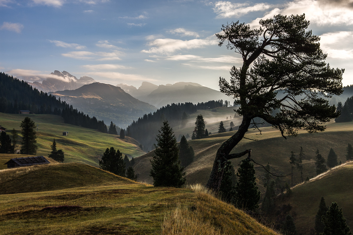 Crooked Tree & Landscape