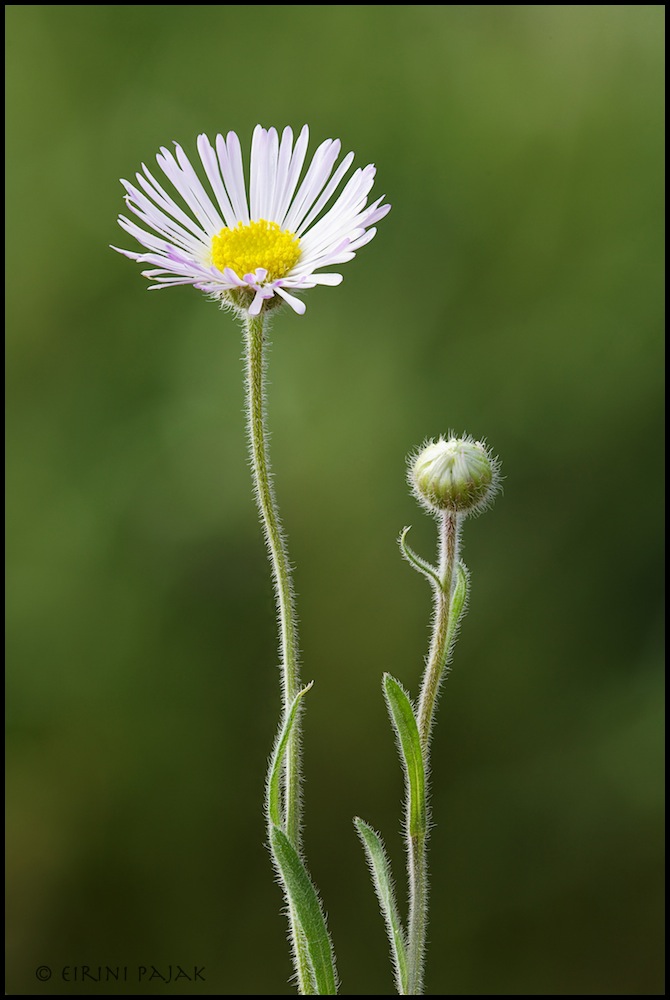Fleabane