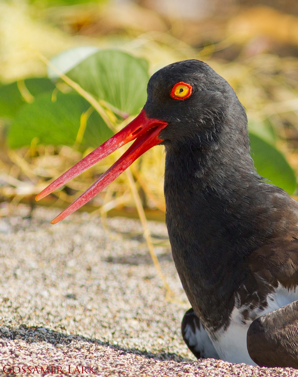 Oystercatcher on Egg