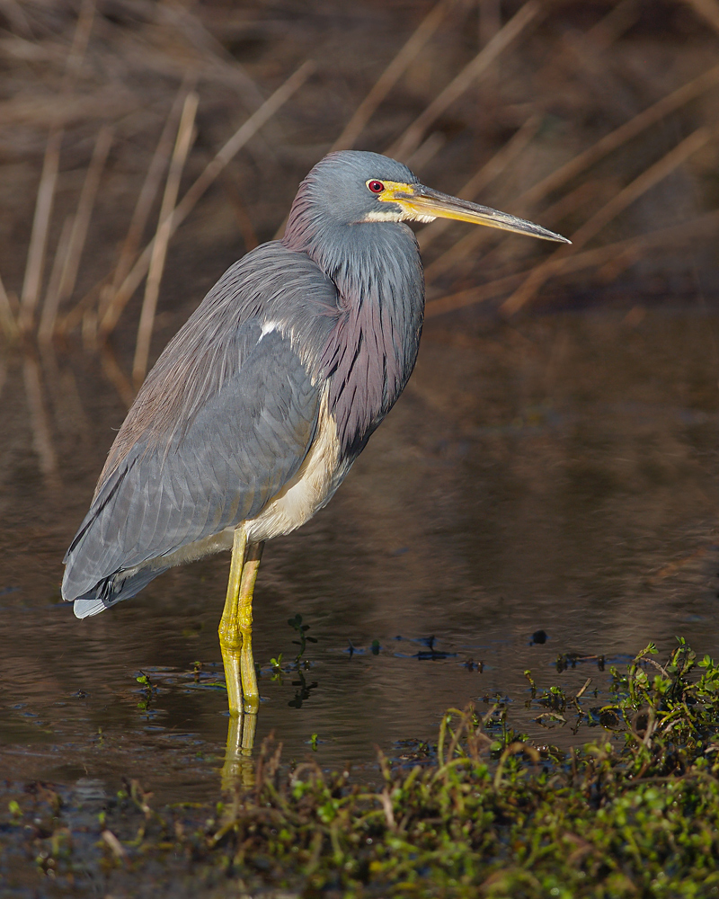Tricolor in Habitat