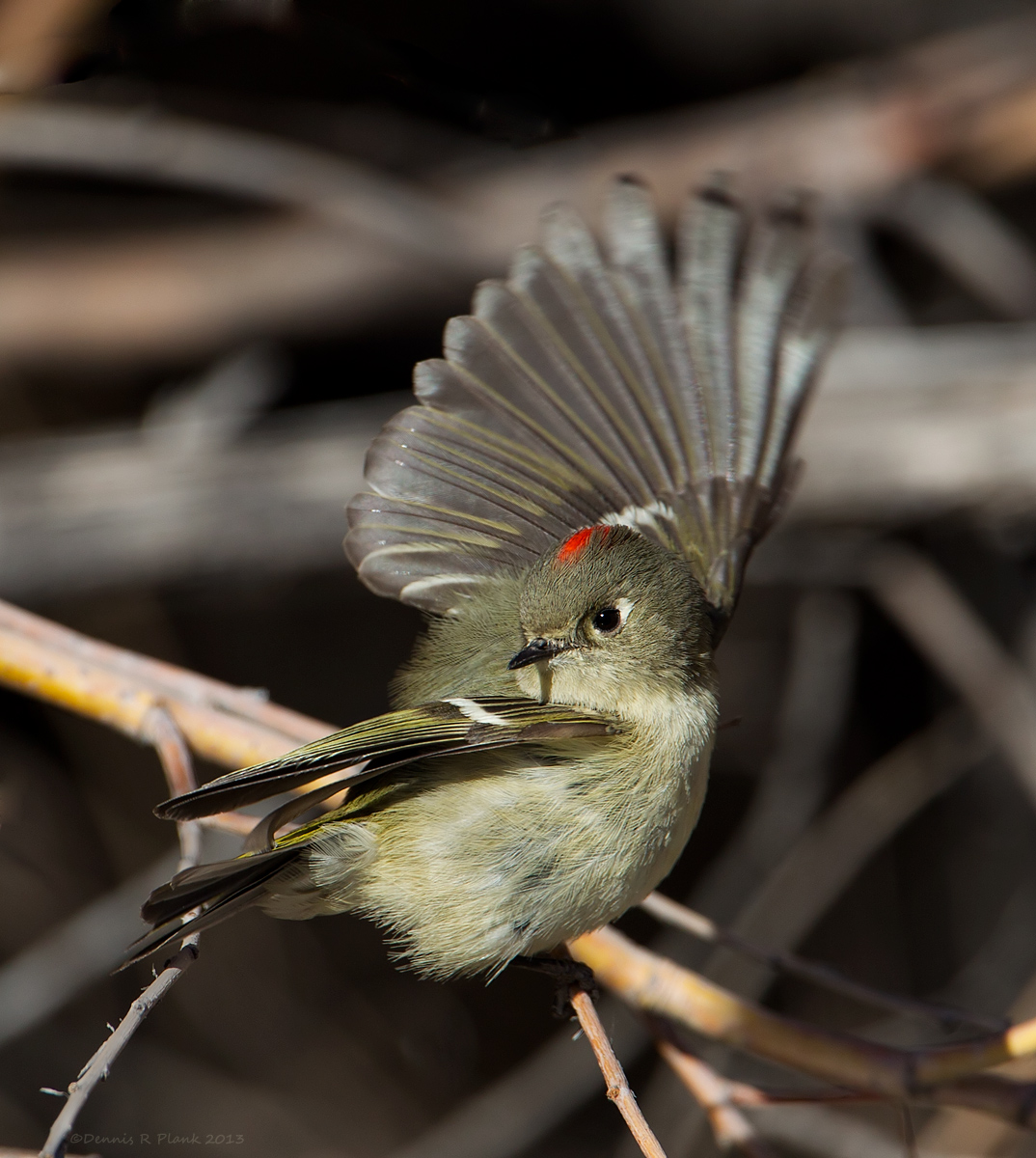 Flamenco Kinglet