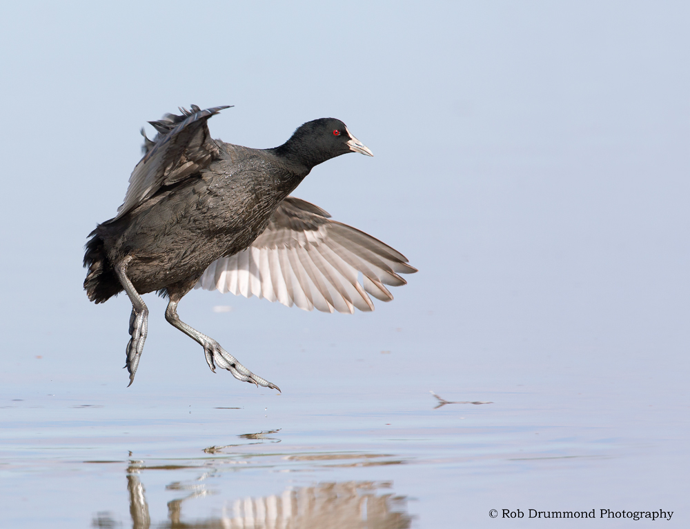 Eurasian Coot landing