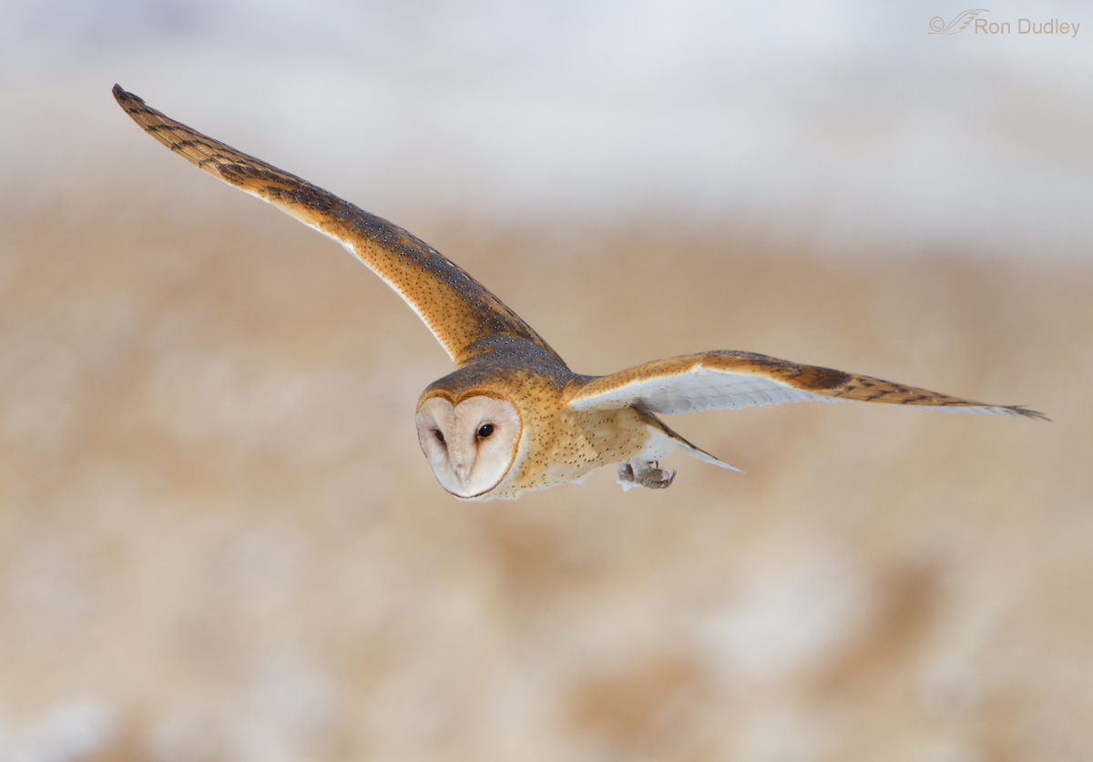 Barn Owl