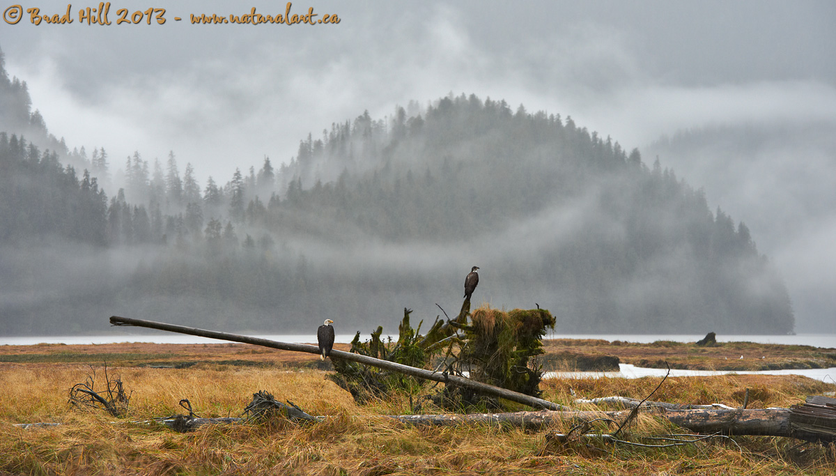 Eagles in the Mist