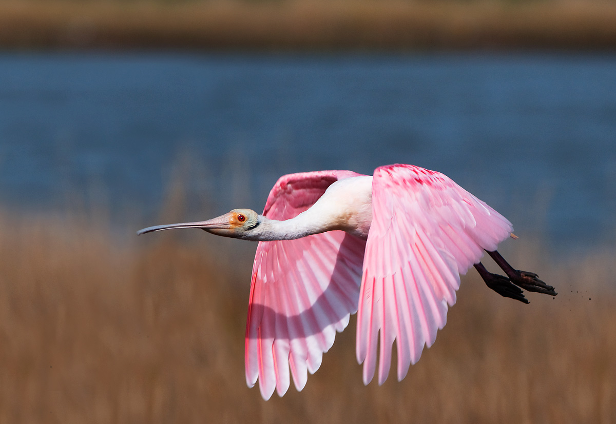 Roseate Spoonbill
