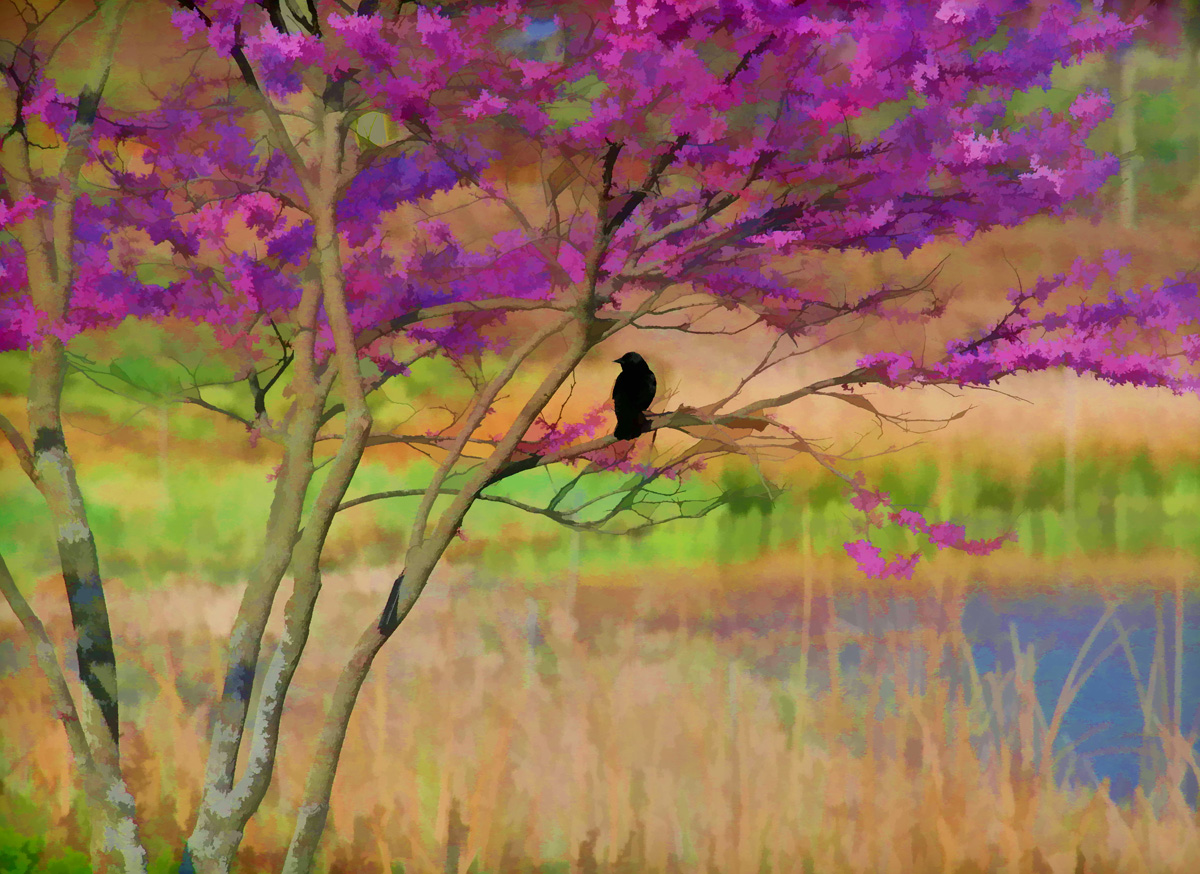 Blackbird on Redbud Tree