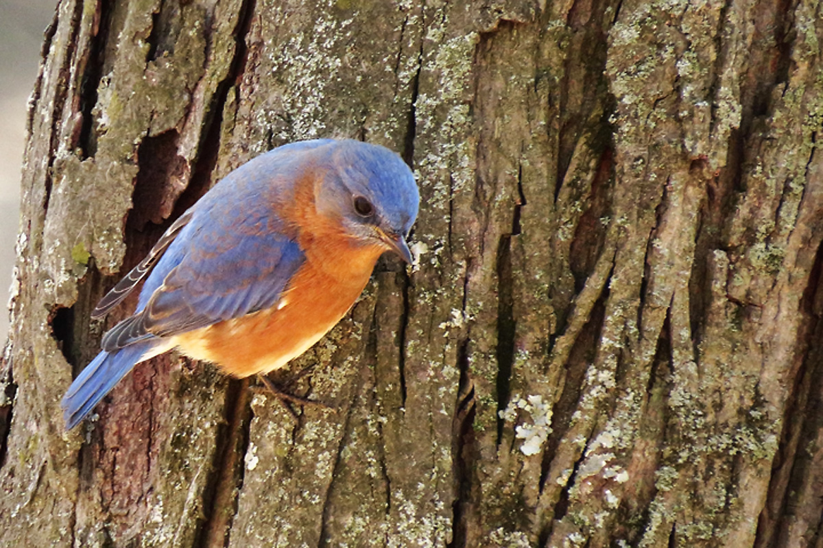 Early Bluebirds