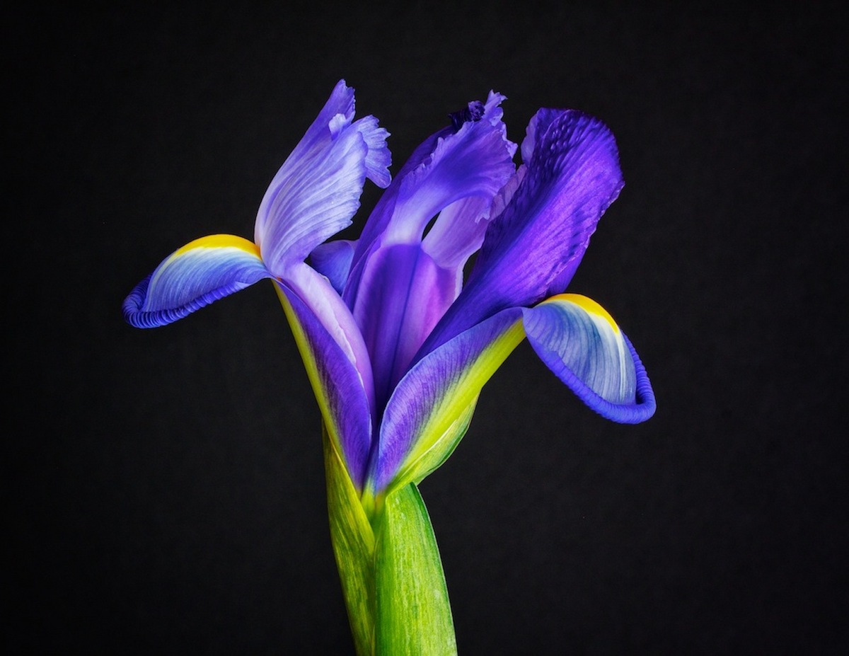Iris