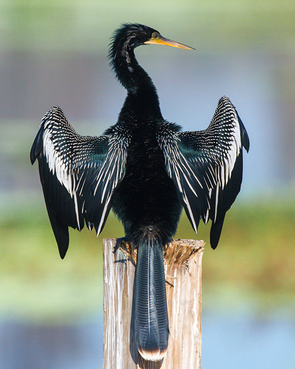 Anhinga Out To Dry