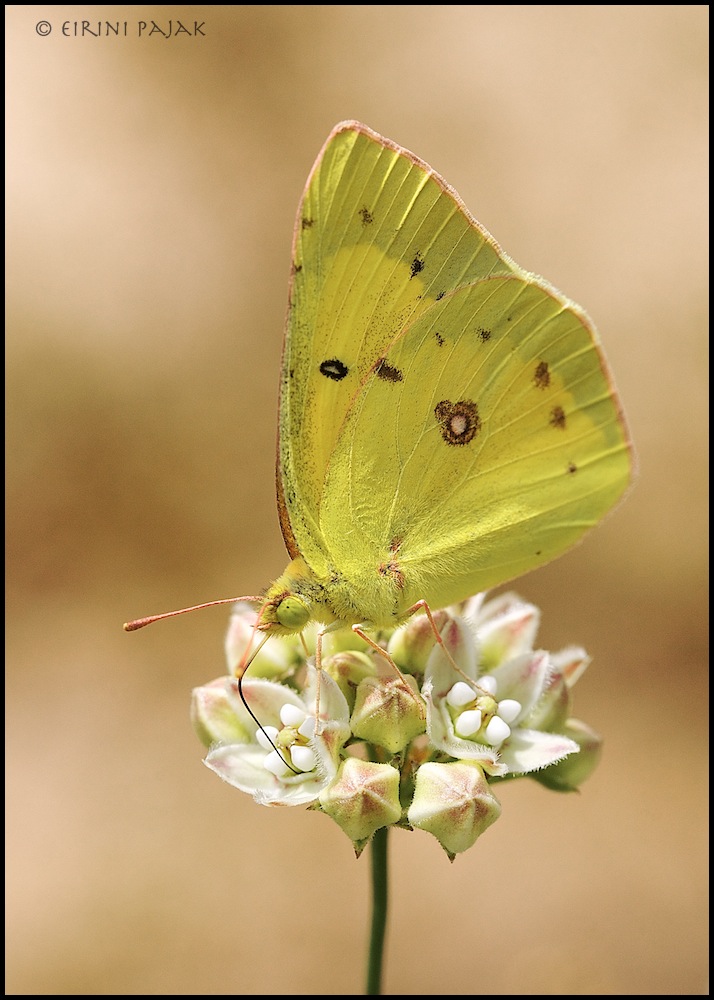 Sulphur on Milkweed Vine
