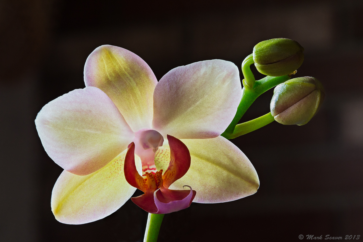 Orchid's Glow