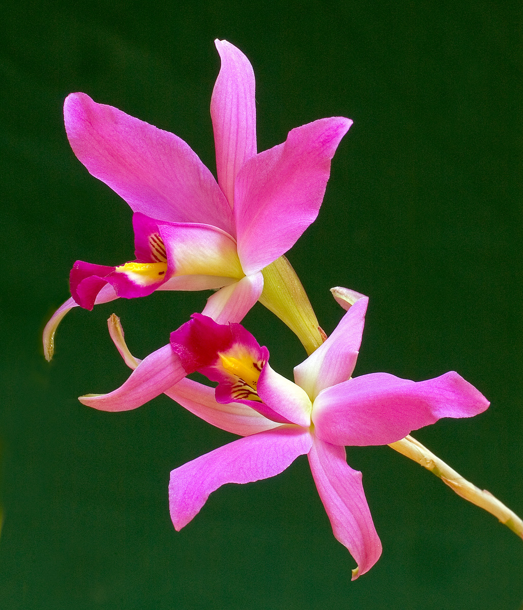 Laelia anceps repost