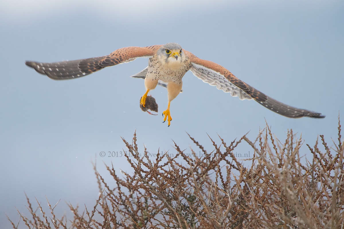 Kestrel with Mouse