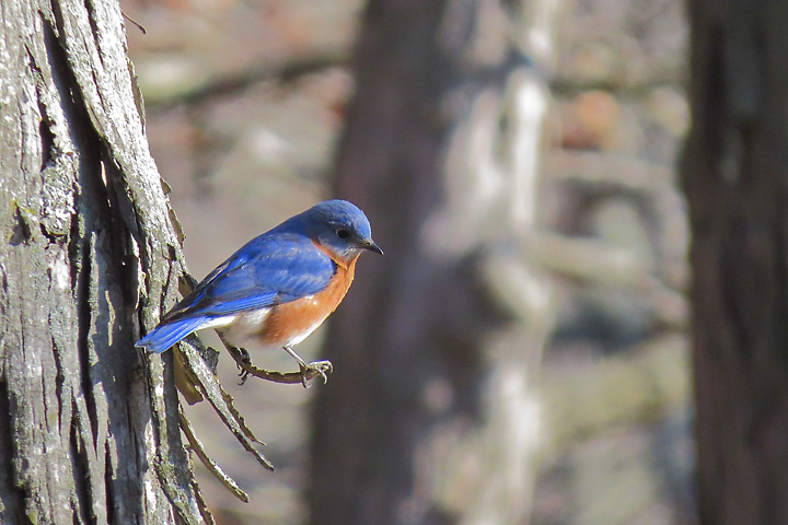 Blue Bird #2+repost