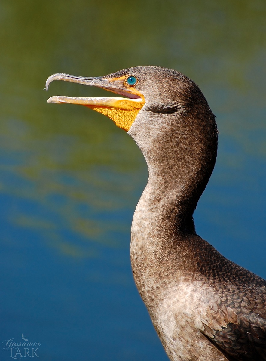 Florida Cormorant