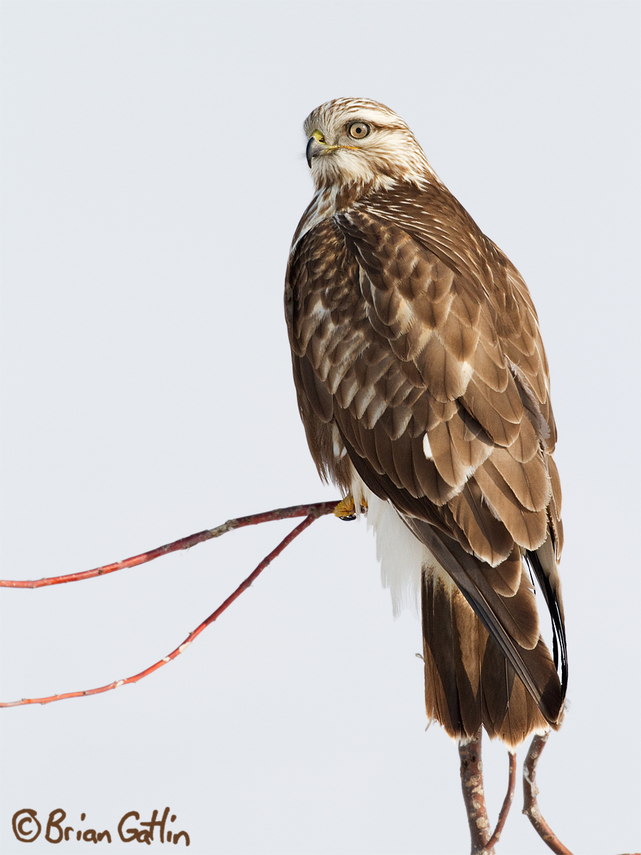 Rough-legged Hawk