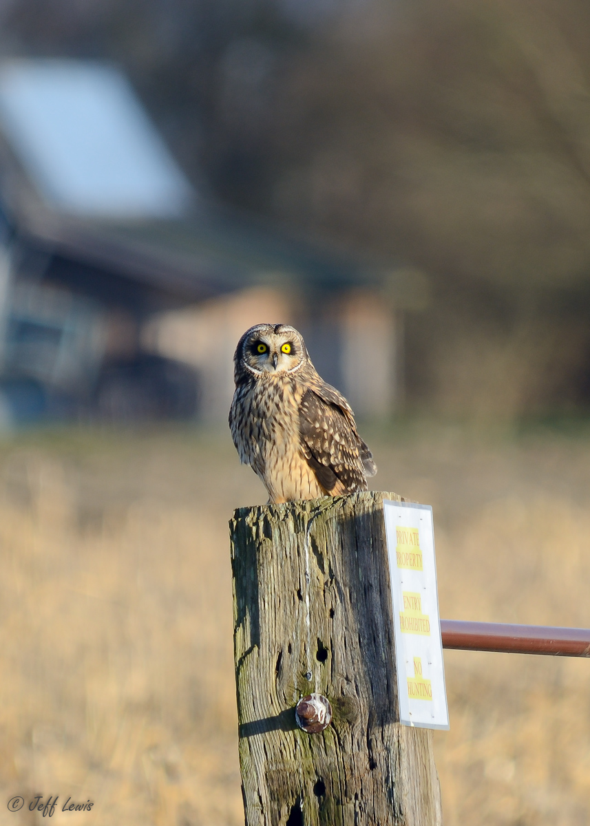 my first SEO