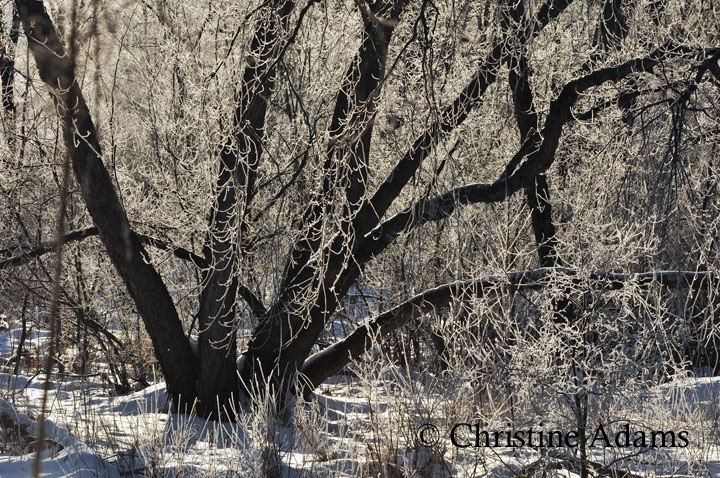 Frosted Tree