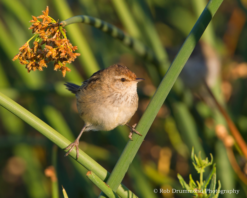Little Grassbird