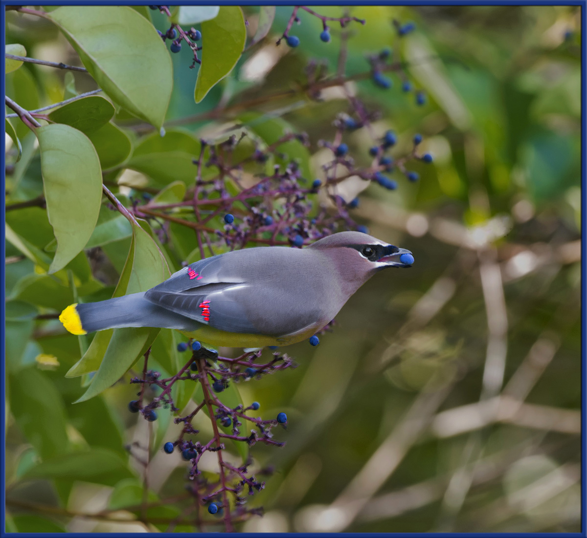 Waxwing with Berries