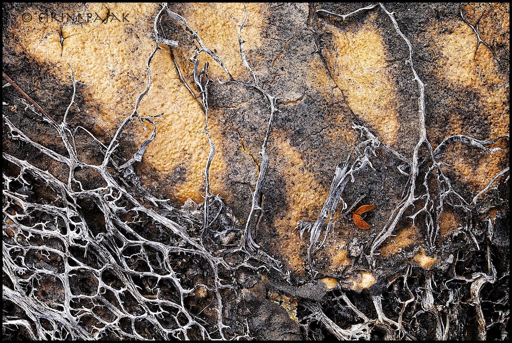 Decorative Decay