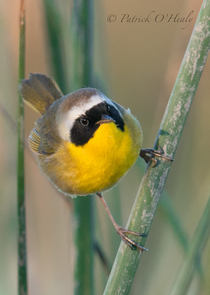Common Yellow Throat