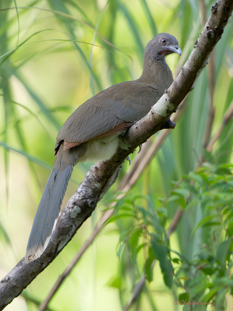 Gray-headed Chachalaca