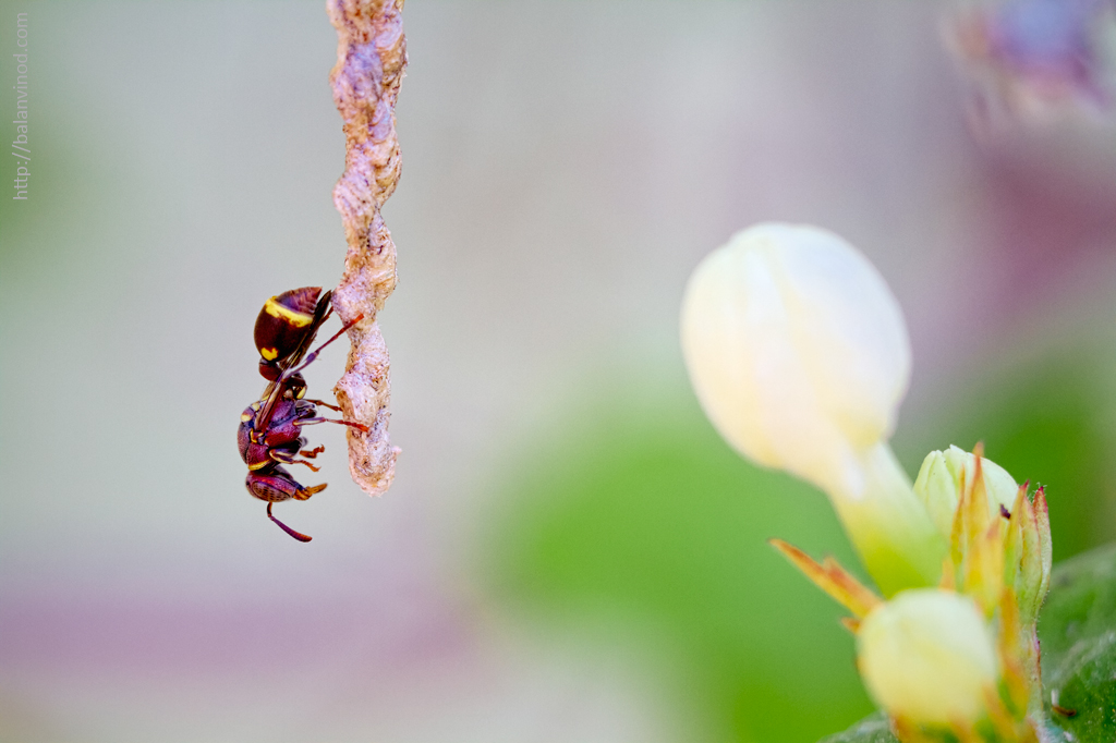 Brown Paper Wasp