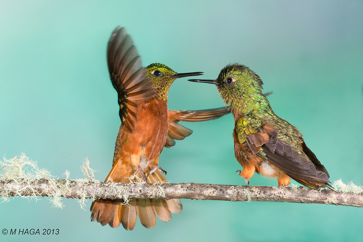 Chestnut-breasted Corone