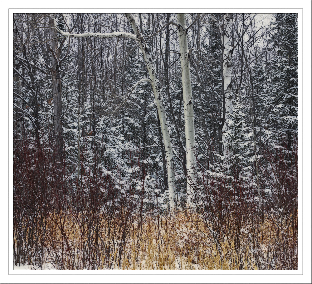The North Woods