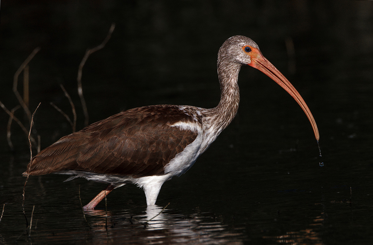 White Ibis Juv