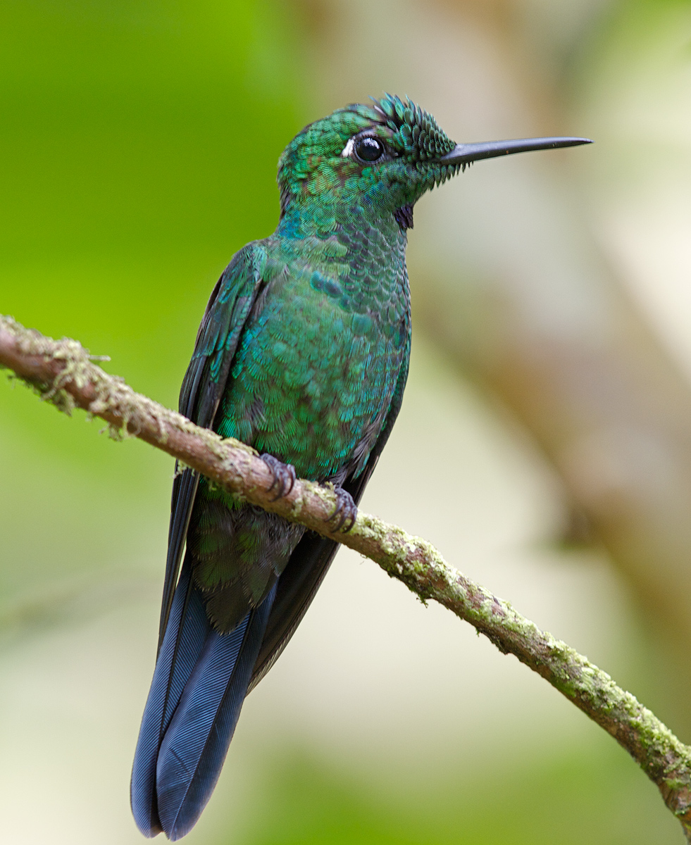 Green-crowned Brilliant