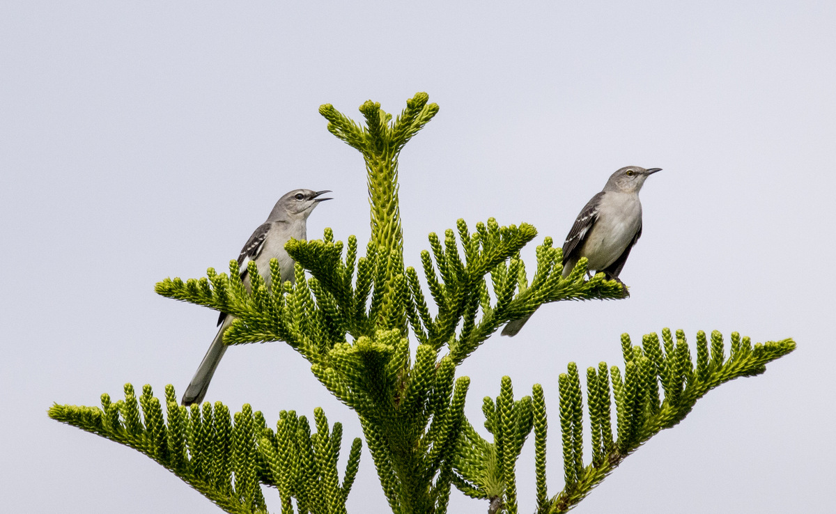 Northern Mockingbirds