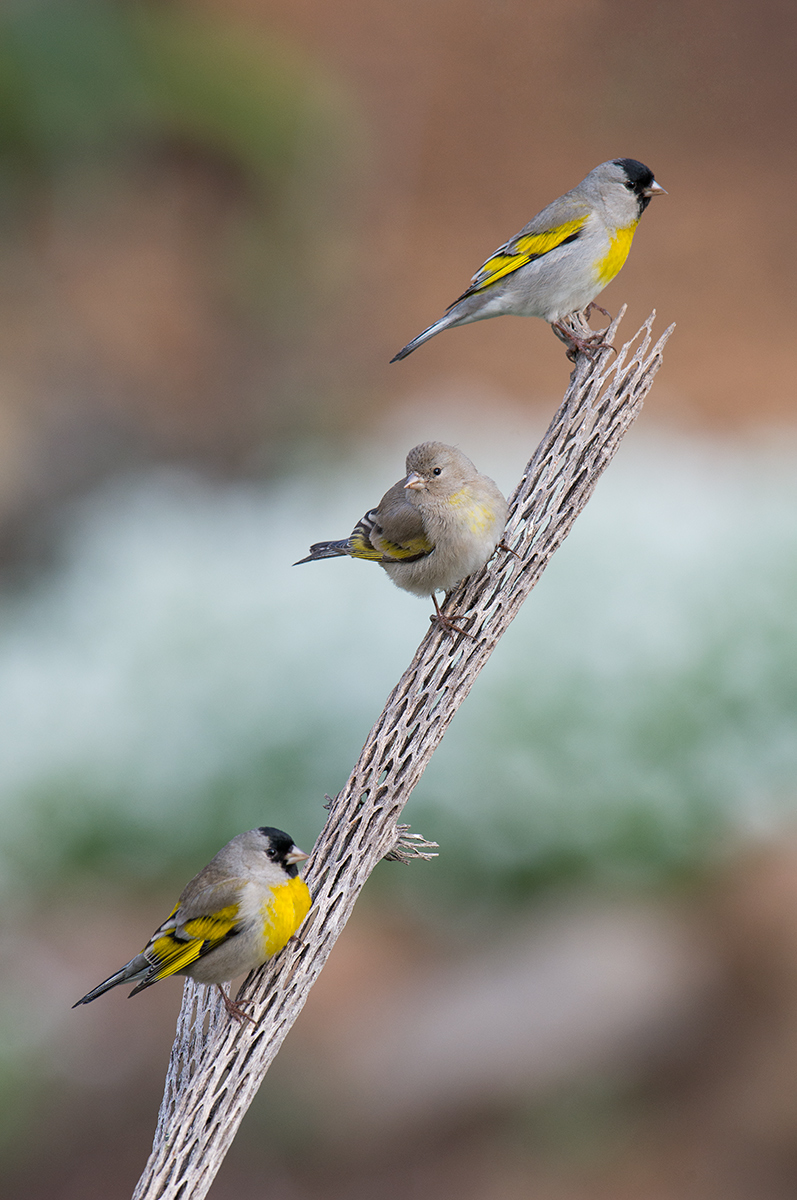 Lawrence's Goldfinches
