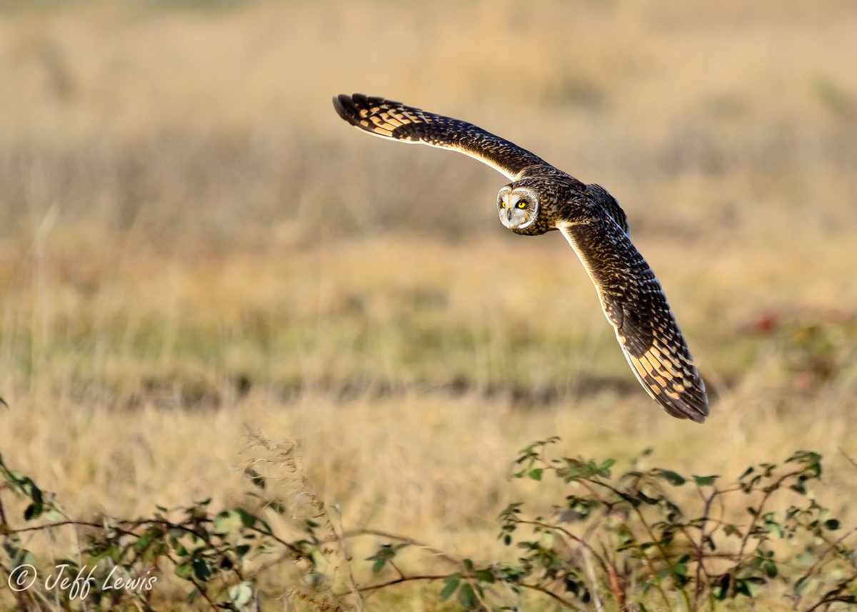 SEO in flight