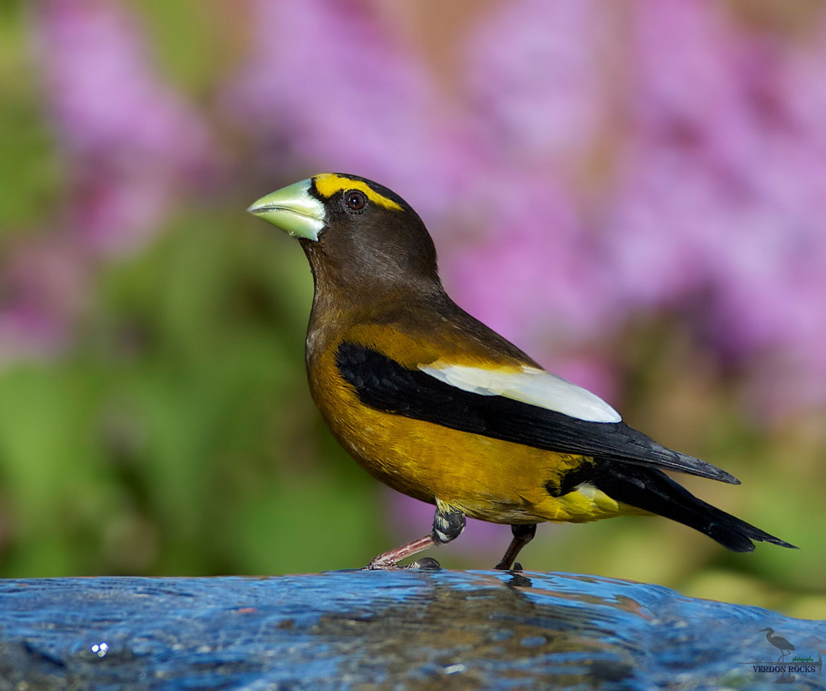 Evening Grosbeak
