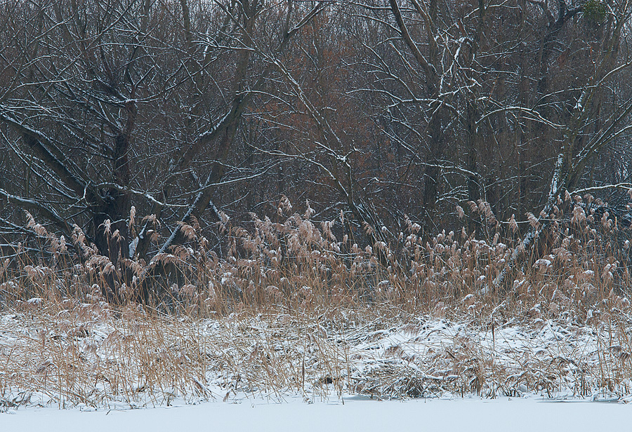 Floodplains in Winter #3